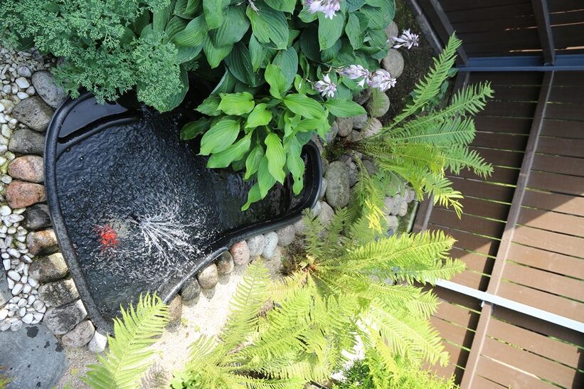 Vesialtaassa on valo, ja ympärillä kasvavat kotkansiivet ja kuunliljat sekä komeamaksaruoho.