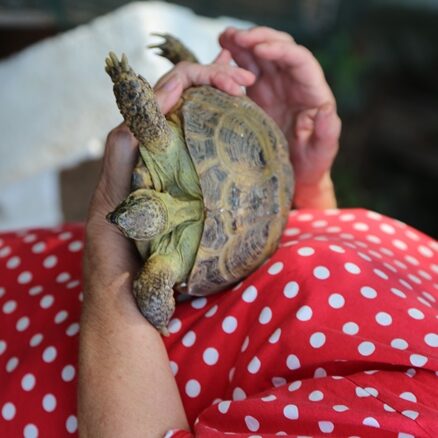Kilpikonnat asustavat kesät puutarhassa häkissä ja talvet kylpyhuoneessa.