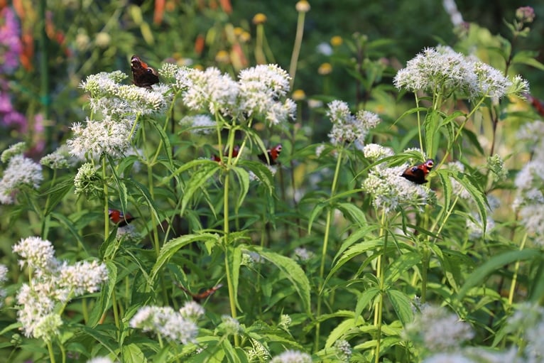 Rantapunalatvan (Eupatorium cannabinum) vaaleakukkainen muoto on paljon parempi perhoskasvi kuin normaali punainen kanta.