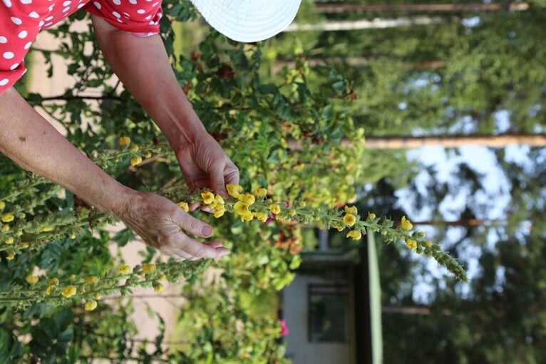 Tämä tulikukka (Verbascum) on kotoisin Ukrainasta.  