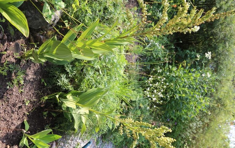 Valkopärskäjuuri (Veratrum album) on vaikea kasvattaa. Juurakko on kotoisin Sloveniasta.