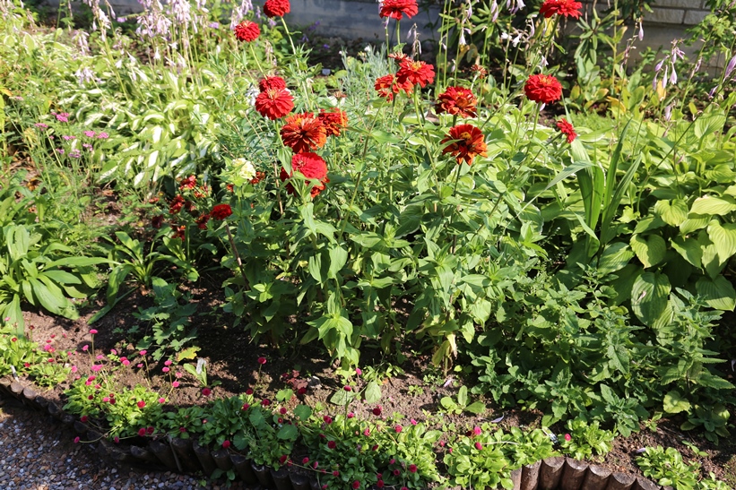 Yksivuotiset oppineitteinkukat eli tsinniat (Zinnia'Scarlet flame') antavat puutarhaan lisää väriä.