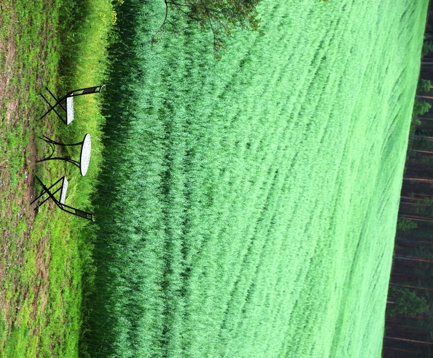 Kun tilalla lopetetaan karjatalous, tehdään yhdestä talon ympärillä olevasta pellosta järvi.