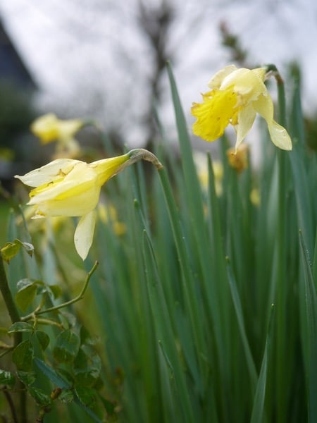 narsissi_keltainen_sateessa