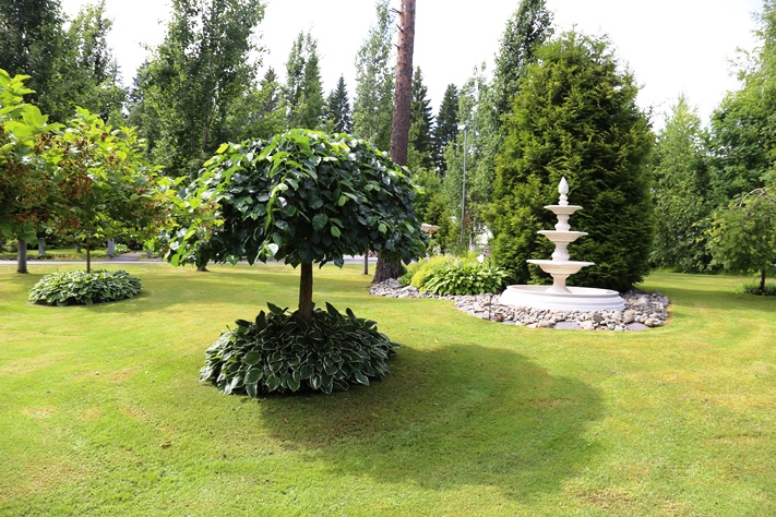 Sateenvarjon muotoon leikatut riippajalavat (Ulmus glabra ’Pendula’) antavat suojaa kuunliljoille (Hosta). Kirsi-Marja haluaa, että pihalla on myös väljää puistomaisuutta.