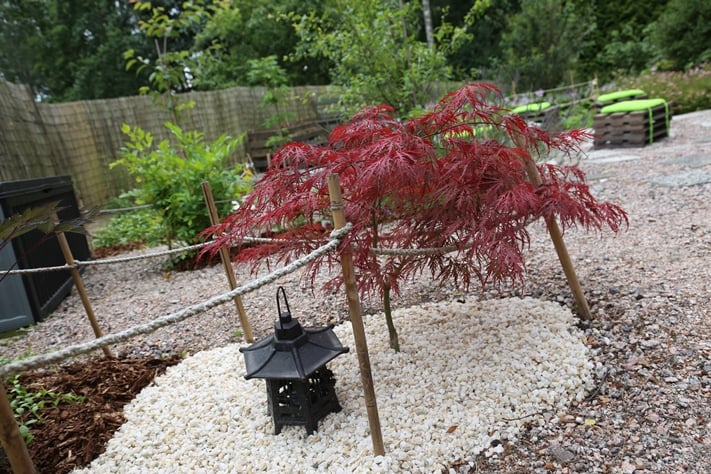 Punalehtisen sulkajapaninvaahteran (Acer palmatum Dissectum-Ryhmä) sirous tulee esille valkoista koristesoraa vasten.