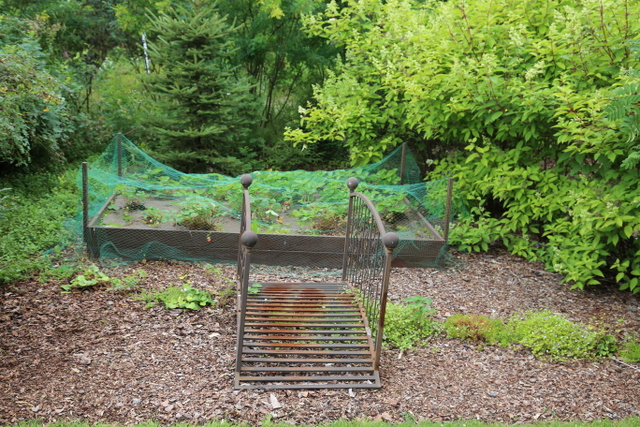 Sillan alle ei tullutkaan kivipuroa vaan kukkiva puro kivikkokilkoista (Cymbalaria muralis). Hakekate pitää rikkaruohot poissa.