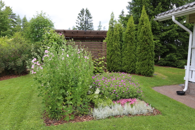 Tätä perennaryhmää hallitsee korkea harmaamalvikki (Lavatera thuringiaca), joka kukkii heinäkuulta aina syksyyn saakka. Vielä innokkaampi kukkija on vieressä kasvava verikurjenpolvi (Geranium sanguineum), sillä siinä riittää kukkia lähes koko kesäksi. Taustalla on ryhmä timattituijia (Thuja ’Smaragd’).