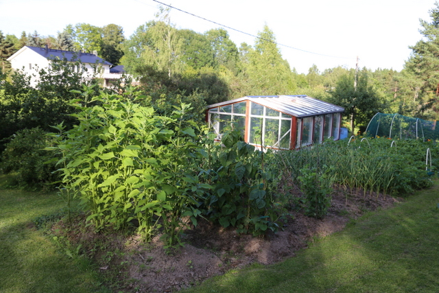 Yläpihalla on vihannesmaata ja kierrätysmateriaalista tehty kasvihuone, jossa viljellään tomaatteja ja kurkkuja.