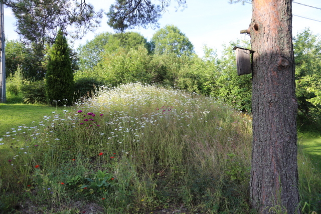 Talon koillispäädyssä on ketokukkia. 