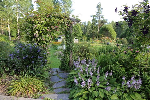 Alapihalle tullaan laikkuköynnöksen (Actinidia kolomikta) verhoamasta portista. Kärhöt ja kuunliljat kukkivat komeasti