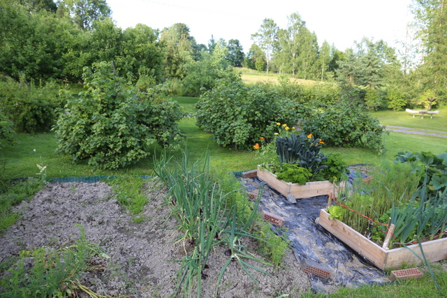 Kasvimaalta on satoa jo korjattu. Taaimmaisessa viljelylaatikossa kasvaa mm. lehtikaalin lähisukulaista mustakaalia.