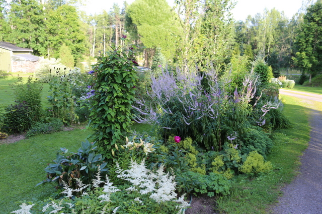 Pihatietä reunustavat lukuisat eri perennat. Kukintavuorossa ovat valkoiset jaloangervot (Astilbe) sekä korkea virginiantädyke (Veronicastrum virginicum) liiloine kukkatähkineen.