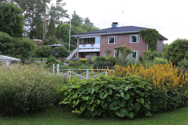 Alapihalla kasvavat rehevät kaitaröyhytatar- (Aconogonon divaricatum) ja nauhuskasvustot (Ligularia).