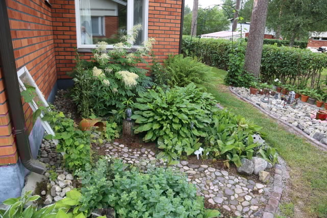 Nurkkauksessa olevassa kasviryhmässä on reheväkasvuisia perennoja, kuten töyhtöangervo, ukonhattu, hiirenporras, kuunliljat ja kielo. Etualalla isomaksaruoho virittelee kukintaa. Humala kokeilee kiipeämistä vanhaa ikkunaa pitkin. 