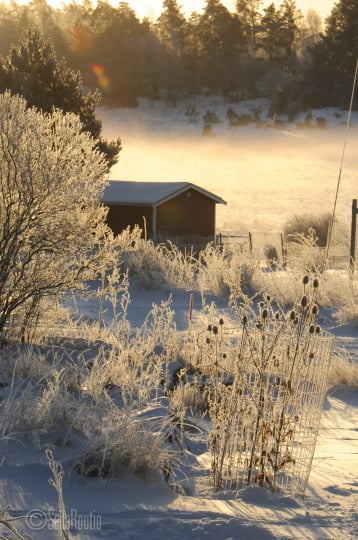 Laidunkarstaohdakkeet ja kyläniitty