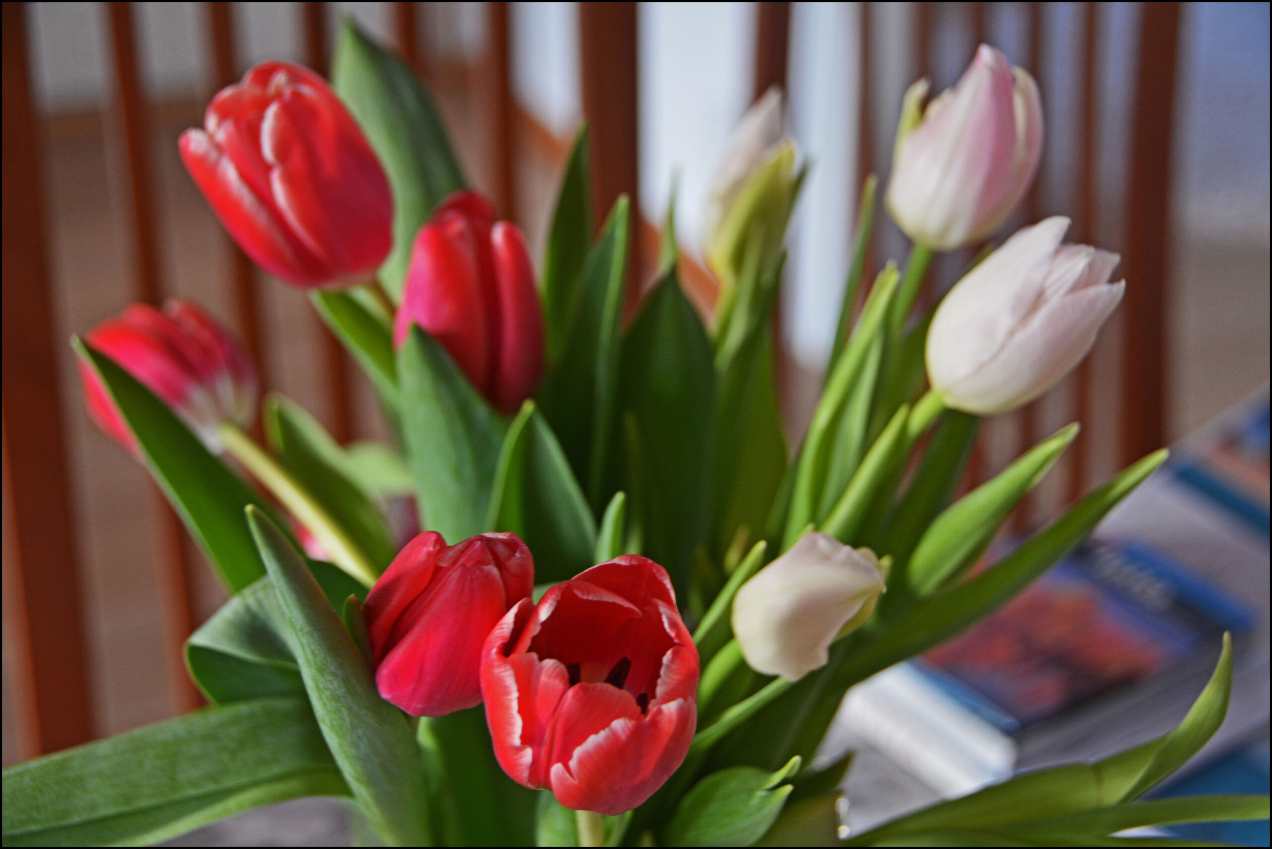 Kevättä kohti ollaan menossa - tulppaanit ovat siitä varma merkki.