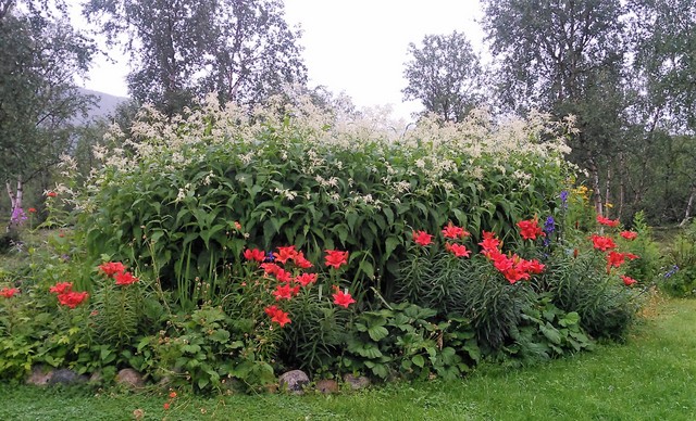 Elokuussa perennaryhmässä ovat pääosissa suomenröyhytatar (Aconogonon × fennicum) ja tarhasarjaliljat (Lilium-lajike).