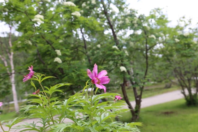 Lapin pihalle kuuluu tietenkin myös kuolanpioni (Paeonia anomala).