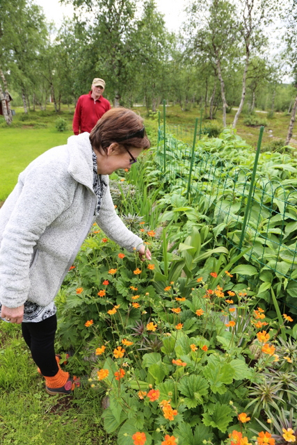 Sirpa esittelee perennaryhmän pohjanpärskäjuurta (Veratrum album subsp. lobelianum). Kukkamaata reunustavat tulikellukat (Geum coccineum).