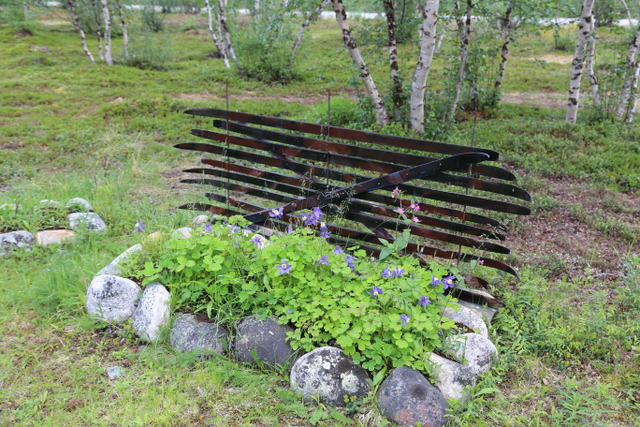 Perennapenkin taustaksi sopivat tervatut sukset. Penkissä kasvaa pohjoisen erikoisperennaa lapinakileijaa (Aquilegia ’Olympia’). 