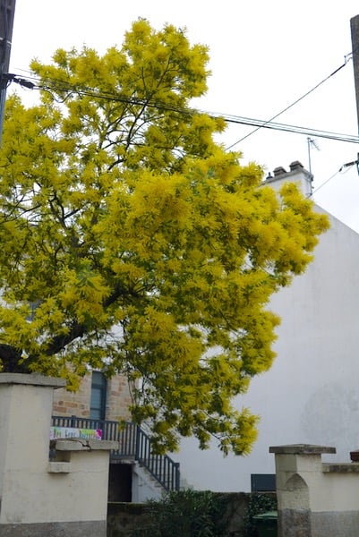 mimosa003