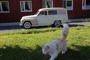 Talon kissa ja 50-vuotias Volvo ovat sävy sävyyn.