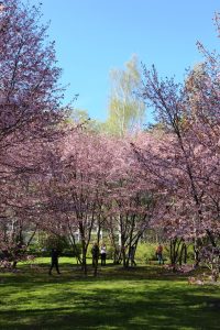 Kirsikkapuiden kukinta Roihuvuoressa on parhaimmillaan tänä vuonna toukokuun puolivälissä.