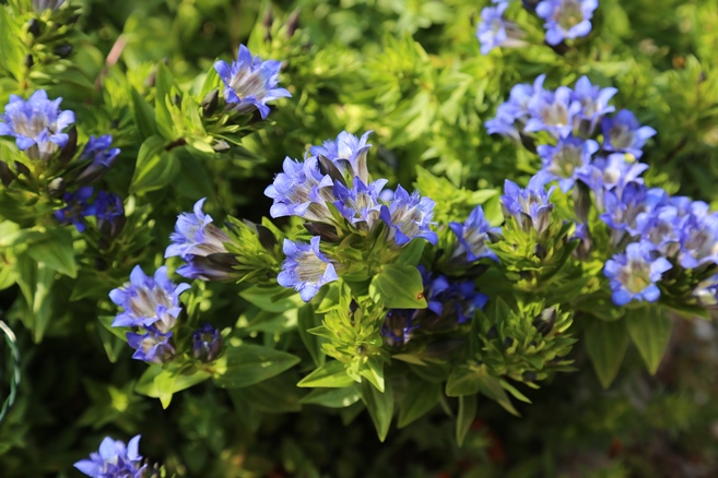 Riitta tykkää katkeroiden (Gentiana) kukkien sinisestä väristä.