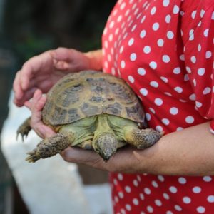 Kilpikonnat asustavat kesät puutarhassa häkissä ja talvet kylpyhuoneessa.
