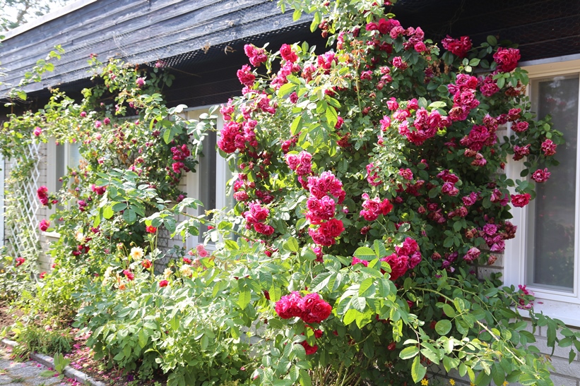 Talon seinustalla kukkivat komeat 'Flammentanz' -köynnösruusut