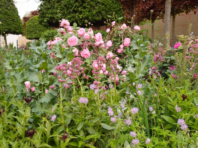 ruusunpunaa ja muita pastellisävyjä modernissa cottage garden-istutuksessa