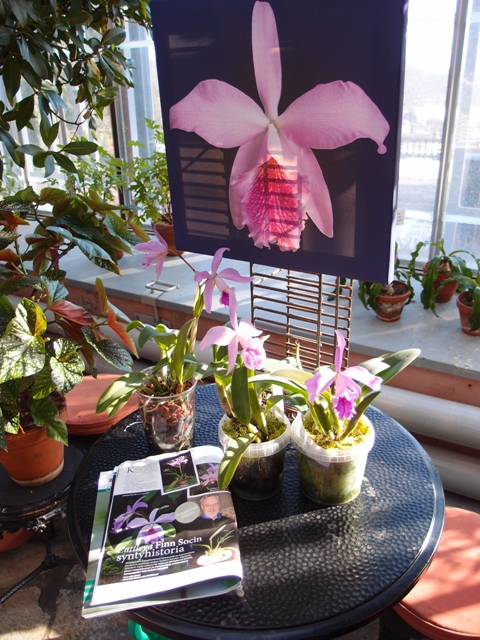 Cattleya-orkideoja