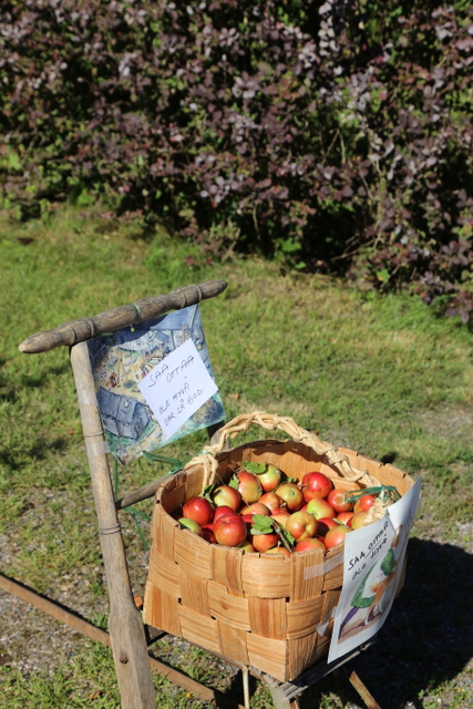 Omenia lahjoitettiin ohikulkijoille Kuhlefeltinkadulla Loviisassa.