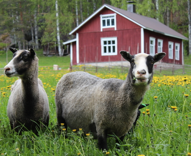 Laiduntavat lampaat Hiidenmaalla pitävät perinnemaisemia avoimina ja kasvillisuuden matalana. Kuva: Mirja Nylander / Metsähallitus