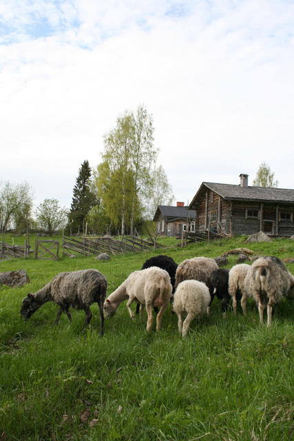  Lampaita luonnonhoitotyössä Lakkalan tilalla Kolilla. Kuva: Anni Koskeli-Ratamaa / Metsähallitus