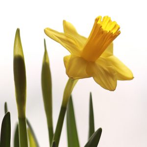 Narsissi ja ensimmainen kukka 27.2.2017